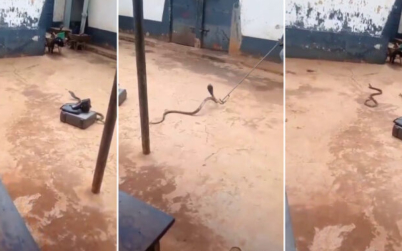Kenyan Pastor Arrested Smuggling Cobra Claims 'Holy Spirit' Led Him