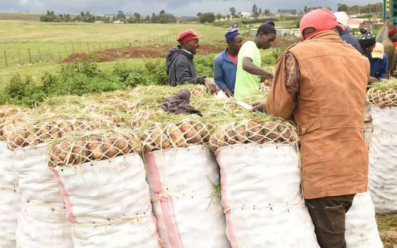 Nyandarua Potatoes Among Most Contaminated, Study Finds