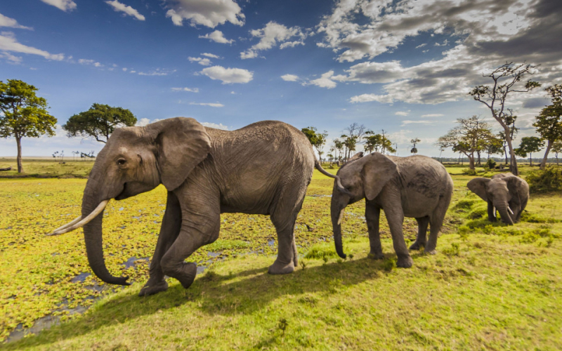 Maasai Mara Earns Global Recognition for Annual Wildebeest Migration