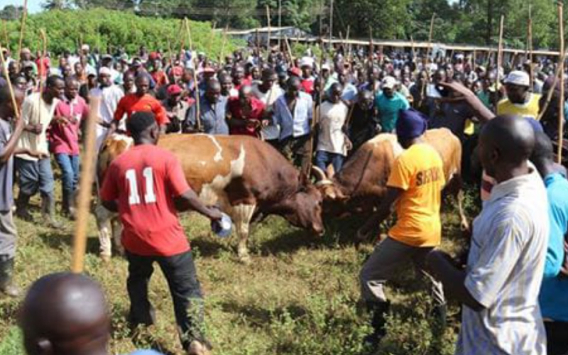 Bullfighting in Western Kenya: A Tradition Handed Down from Father to Son