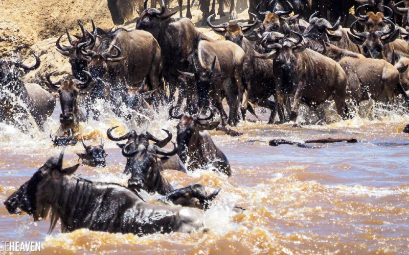 Africa’s Tourism Sector Faces Hurdles in Adopting Digital Technology