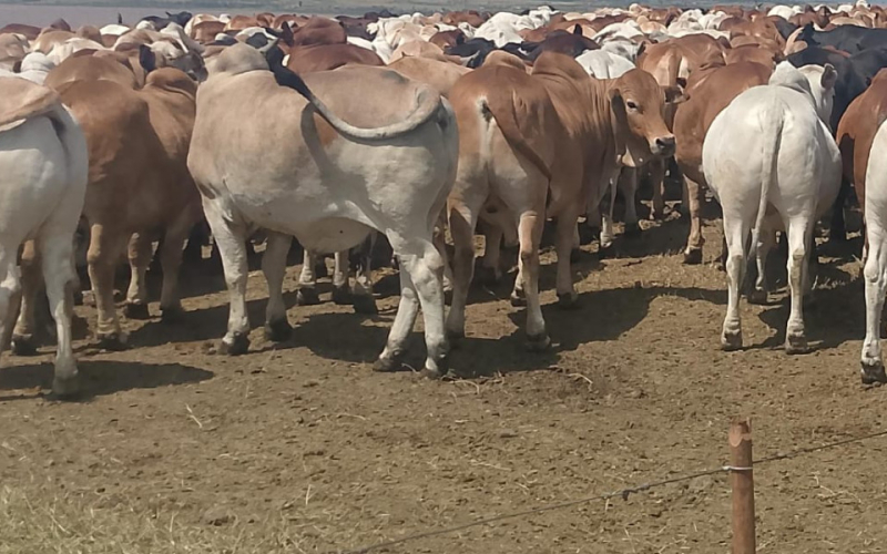 Kalenjin Elders to Honour Raila Odinga with Rare Tribute of 80 Bulls