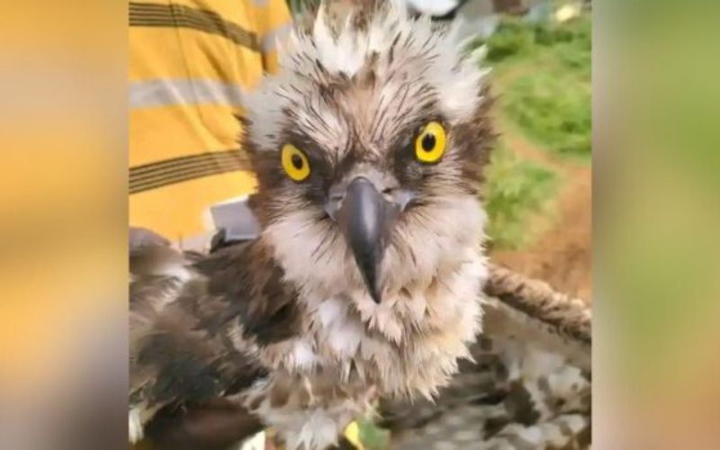 Migratory Osprey from Russia Saved by Fishermen on Lake Victoria