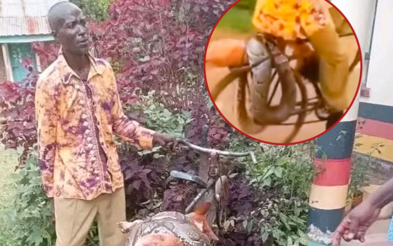 Shock in Siaya as Man Storms Police Station with Dead Python, Seeks Compensation