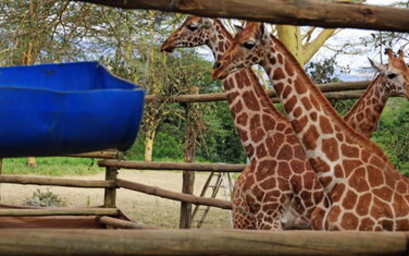 Three Rothschild’s Giraffes Relocated from Naivasha to Nairobi