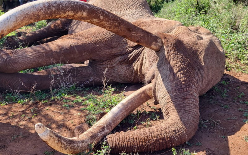 Craig, Kenya’s Legendary Elephant and Tusker Brand Icon, Dies at 54