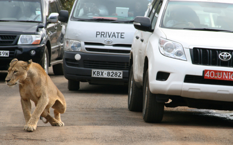 Two Lionesses Escape Nairobi National Park, Sighted Near Ongata Rongai
