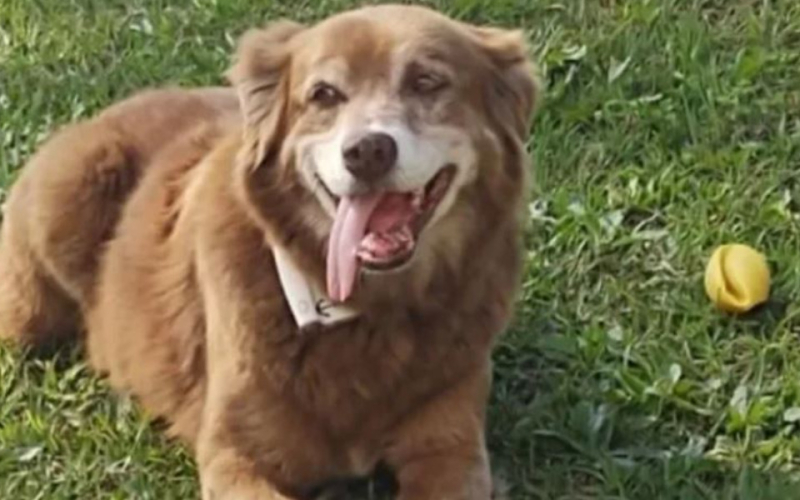 Dog Who Stayed at Owner’s Graveside for a Decade Inspires New Law in Brazil