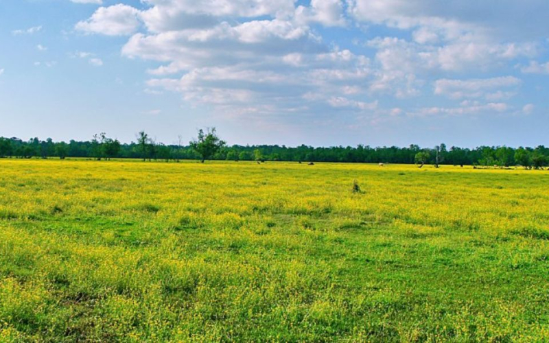 Living Abroad? Your Land in Kenya May Be at Risk