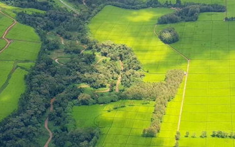 Little-Known Kenyan Law That Lets the Government Take Your Land