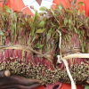 Kenya to Use Cooperatives to Stabilise Miraa Supply Chain
