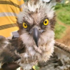 Migratory Osprey from Russia Saved by Fishermen on Lake Victoria