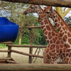 Three Rothschild’s Giraffes Relocated from Naivasha to Nairobi