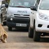 Two Lionesses Escape Nairobi National Park, Sighted Near Ongata Rongai