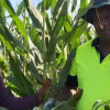Kenyan and Zimbabwean Entrepreneurs Bring White Maize Farming to Australia