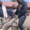 Donkey-Riding Candidate Draws Attention as Ol Kalou Heads to the Polls