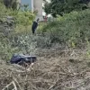 KNH Defends Tree Cutting After Displaced Marabou Storks Die