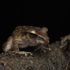Viral Squeaky Frog Faces Extinction Threat Amid Global Conservation Concerns