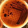AI-Engineered Viruses Pose New Challenges for Global Security
