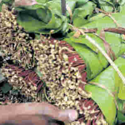 Family of Kenyan Man Imprisoned in India for Smuggling Miraa Appeals for Gov't Intervention