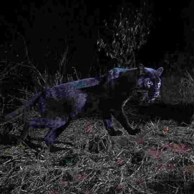 Kenyans Online Refuse to Buy Story about 'First Time in 100 Years' Sighting of Black Leopard