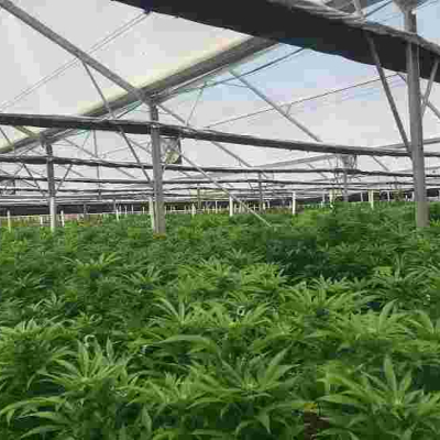US Firm Says it Has Obtained Permit to Grow Marijuana on 500-Acre Farm in Kenya