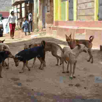 Lobby Group Opposes Plan to Kill 50,000 Stray Dogs Roaming in Nairobi