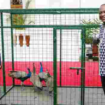 Uhuru Receives Special Gift of Peacocks from Tanzania President Magufuli 