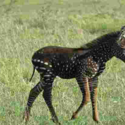 PHOTOS: Rare-Colored Zebra Foal Sighted in Kenya
