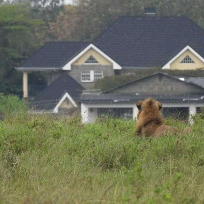 [PHOTOS] Fear after Pride of Lions from Nairobi National Park is Spotted Near Residential Estates