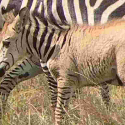 Another Rare Zebra Sighted in the Maasai Mara