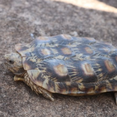  Critically Endangered Pancake Tortoise Discovered in Northern Kenya