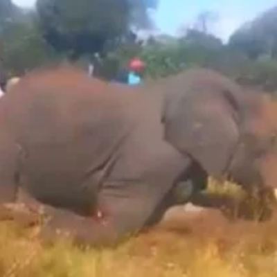 Uproar as Video of Armed Men Brutally Hacking Elephant to Death Emerges Online