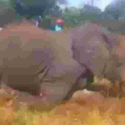 Kenyan Man who Brutally Hacked Elephant to Death in Viral Video Arrested