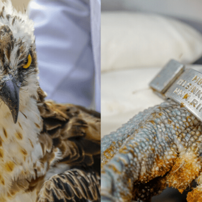 Rare Migratory Bird Lands in Kenya After Flying 6,948 Kilometers from Finland