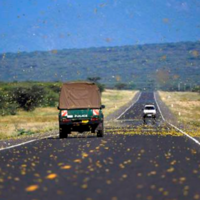 ‘How Did You Interview Cows?’: Kenyans Online Bash US-Based CBS News over Locusts’ Invasion Story