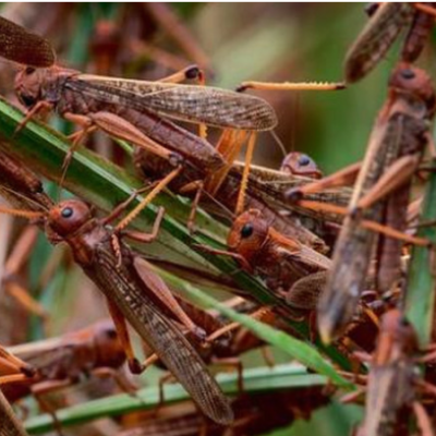 Locust Invasion is God’s Punishment on Kenya over Homosexuality, Kikuyu Elders Say