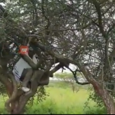 [VIDEO] Pastor James Ng'ang'a Prays on Top of Tree in the Wilderness 