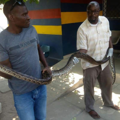 Kenyan Man Busted Trafficking Python Fined Sh2 Million Or Else Serve a Two-Year Prison Term