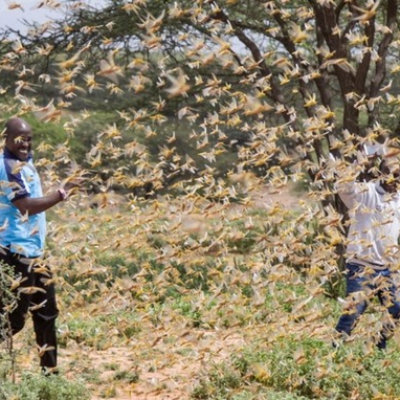 Kenya to Receive Funding from the US to Fight Locust Menace