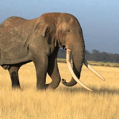 Tim, Africa's Largest Elephant,  Dies in Kenya at Age 50