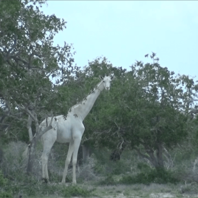 World’s Only Female White Giraffe, Calf Killed by Poachers in Kenya
