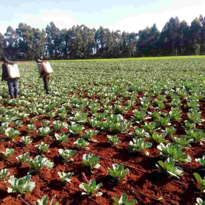 Ruto Denies Working on His Cabbage Farm as Uhuru Fights Covid-19