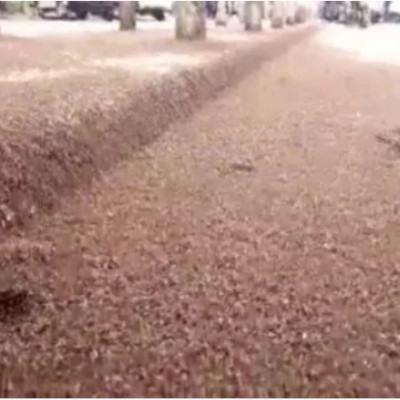 Residents Flee to Safety as Swarms of 'Nairobi Fly' Invade Kenyan Town [VIDEO]