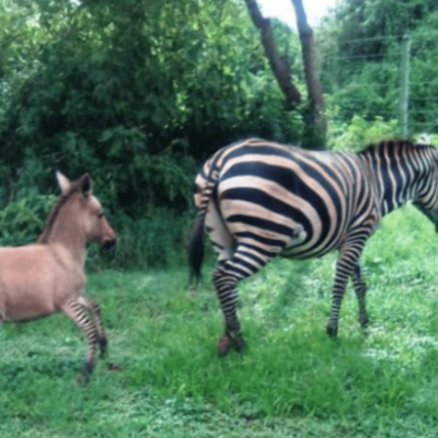 Zebra Gives Birth to a Zonkey in Kenya After Mating with Donkey