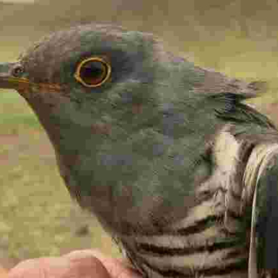 Migratory Bird Flies over 5,000Kms from Kenya to China in 5 Days