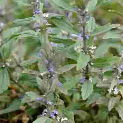 Kenyan Scientists Test Efficacy of Popular Herb 'Wanjiru wa Rurii' in Treating Covid-19