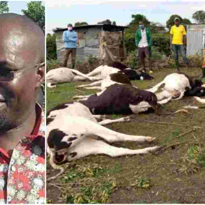 MP Johanna Ngeno Loses over Sh4 Million After 22 Cows Consume Imported Poisonous Feeds, Die 