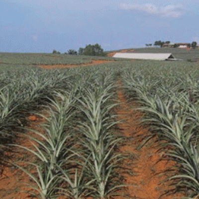 US Offers to Build Sh3 Billion Hospital on Murang'a Land Ceded By Del Monte