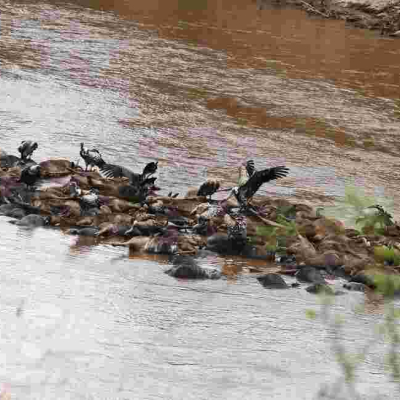 Over 300 Wildebeests Drown in Mara River During the Great Migration 